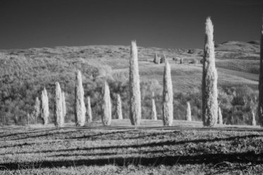 David Piemonte, Cypress Lined, Photography, 18 x 24 in.